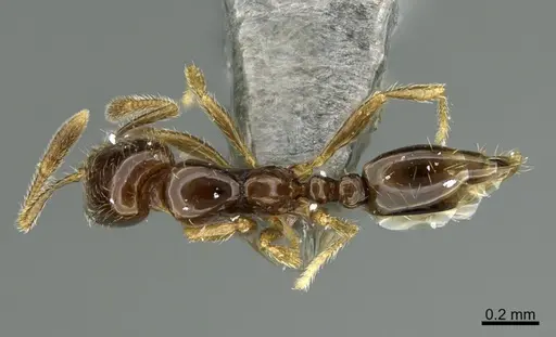 Solenopsis picea specimen CASENT0217940 image casent0217940_2