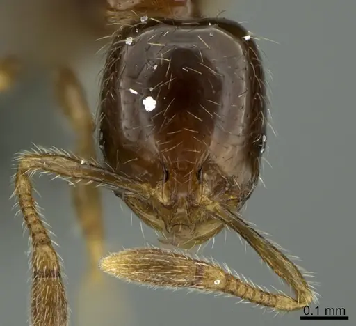 Solenopsis picea specimen CASENT0217940 image casent0217940_3