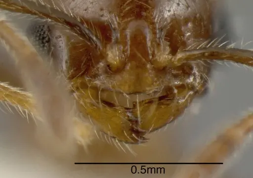 Solenopsis picea specimen CASENT0636198 image casent0636198_2