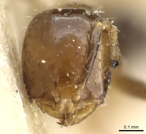 Solenopsis picea specimen CASENT0904627 image casent0904627_2