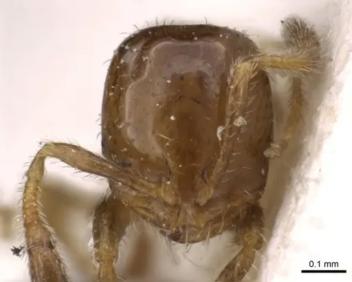 Solenopsis picea specimen CASENT0908812 image casent0908812_2