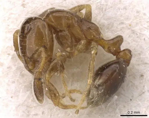 Solenopsis picea specimen CASENT0908812 image casent0908812_3