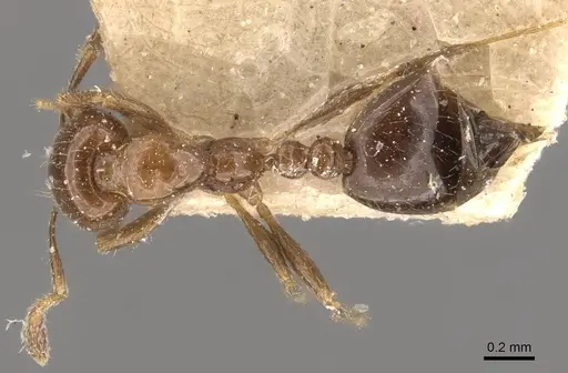 Solenopsis picea specimen CASENT0908843 image casent0908843_1