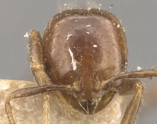 Solenopsis picea specimen CASENT0908843 image casent0908843_2