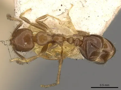 Solenopsis picea specimen CASENT0914177 image casent0914177_1