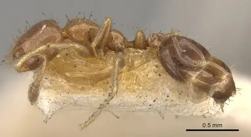 Solenopsis picea specimen CASENT0914177 image casent0914177_3