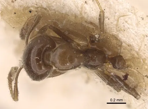 Solenopsis picea specimen CASENT0917821 image casent0917821_1