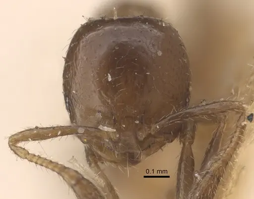 Solenopsis picea specimen CASENT0917821 image casent0917821_2
