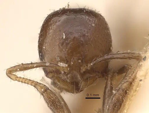 Solenopsis picea specimen CASENT0917821 image casent0917821_3