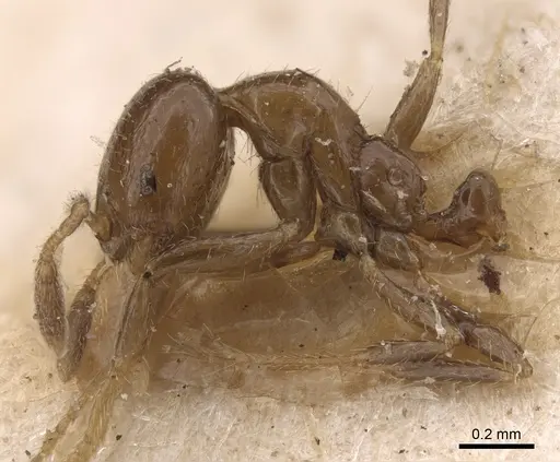 Solenopsis picea specimen CASENT0917821 image casent0917821_4
