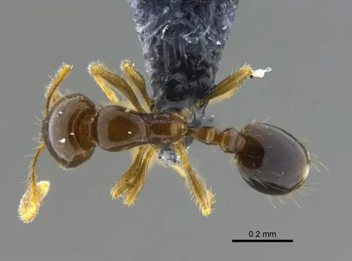Solenopsis picea specimen CBUMAGENT42020 image cbumagent42020_1