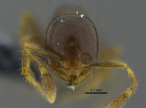 Solenopsis picea specimen CBUMAGENT42020 image cbumagent42020_2