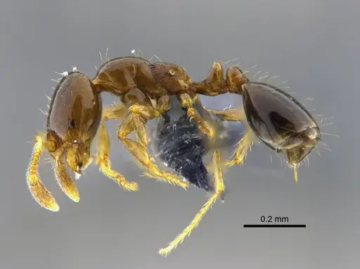 Solenopsis picea specimen CBUMAGENT42020 image cbumagent42020_3