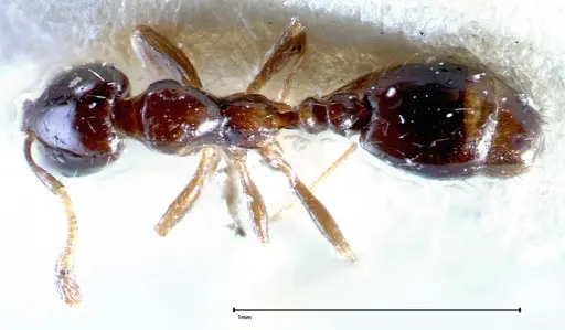 Solenopsis picea specimen FOCOL0282-1 image focol0282-1_1
