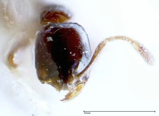 Solenopsis picea specimen FOCOL0282-1 image focol0282-1_2