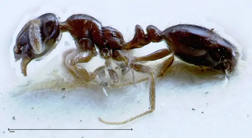 Solenopsis picea specimen FOCOL0282-1 image focol0282-1_3