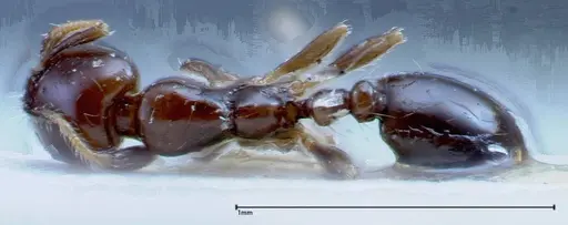 Solenopsis picea specimen FOCOL0282-2 image focol0282-2_1