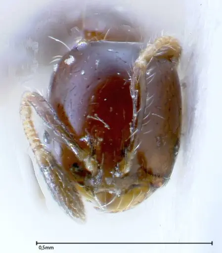 Solenopsis picea specimen FOCOL0282-2 image focol0282-2_2