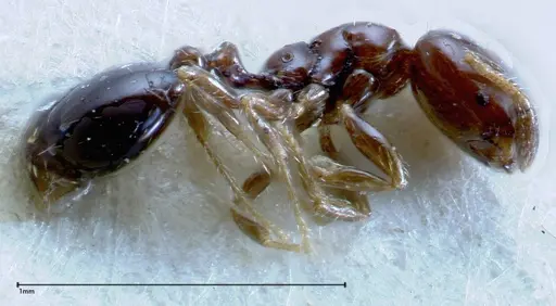 Solenopsis picea specimen FOCOL0282-2 image focol0282-2_3