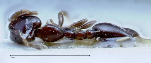 Solenopsis picea specimen FOCOL0282-3 image focol0282-3_1