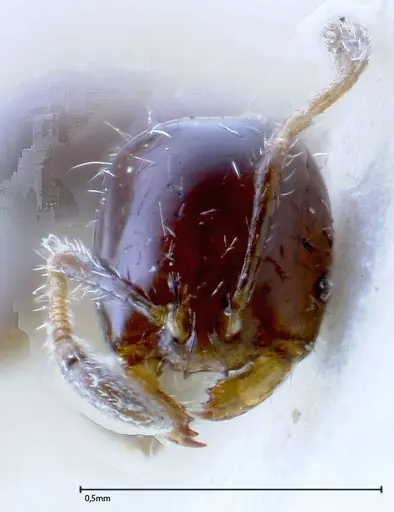 Solenopsis picea specimen FOCOL0282-3 image focol0282-3_2