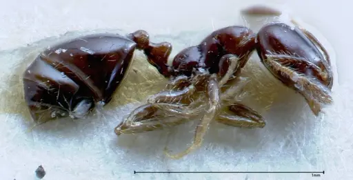 Solenopsis picea specimen FOCOL0282-3 image focol0282-3_3
