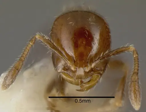 Solenopsis picea specimen INBIOCRI001282255 image inbiocri001282255_1