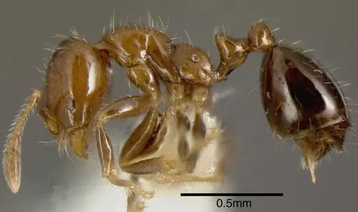 Solenopsis picea specimen INBIOCRI001282255 image inbiocri001282255_2
