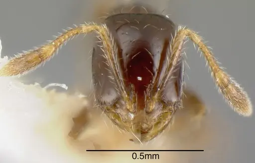 Solenopsis picea specimen INBIOCRI001282261 image inbiocri001282261_1