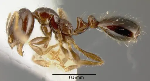 Solenopsis picea specimen INBIOCRI001282261 image inbiocri001282261_2