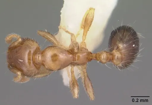 Solenopsis picta specimen CASENT0104509 image casent0104509_1