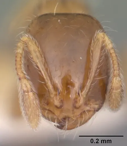 Solenopsis picta specimen CASENT0104509 image casent0104509_2