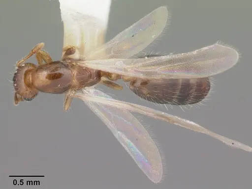 Solenopsis picta specimen CASENT0104510 image casent0104510_1