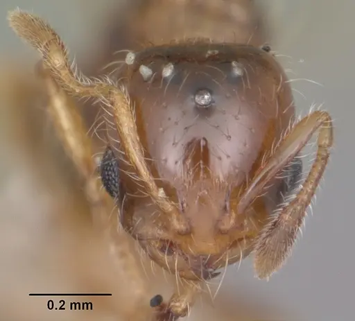 Solenopsis picta specimen CASENT0104510 image casent0104510_2