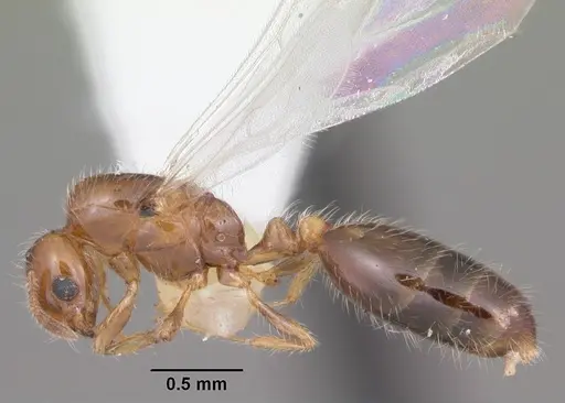 Solenopsis picta specimen CASENT0104510 image casent0104510_3