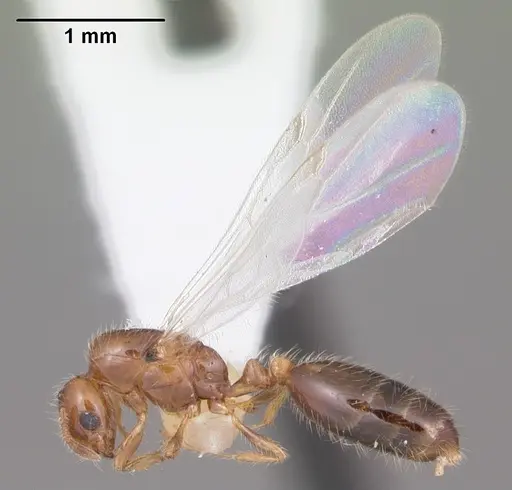 Solenopsis picta specimen CASENT0104510 image casent0104510_4