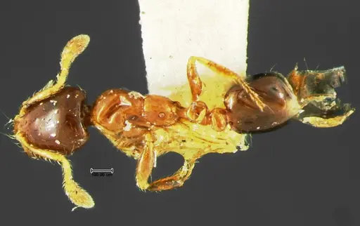 Solenopsis picta specimen CASENT0105664 image casent0105664_1