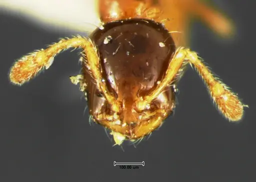 Solenopsis picta specimen CASENT0105664 image casent0105664_2
