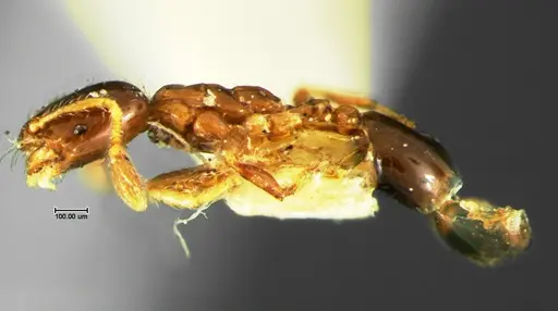 Solenopsis picta specimen CASENT0105664 image casent0105664_3