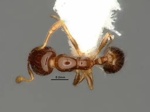 Solenopsis picta specimen CASENT0884322 image casent0884322_1