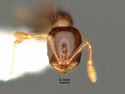 Solenopsis picta specimen CASENT0884322 image casent0884322_2
