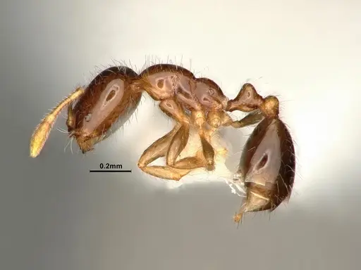 Solenopsis picta specimen CASENT0884322 image casent0884322_3