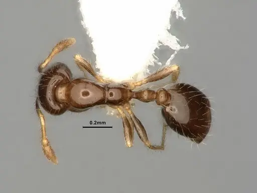 Solenopsis picta specimen CASENT0884325 image casent0884325_1