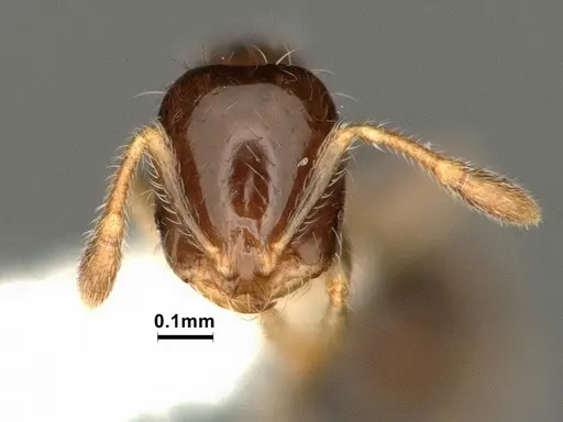 Solenopsis picta specimen CASENT0884325 image casent0884325_2