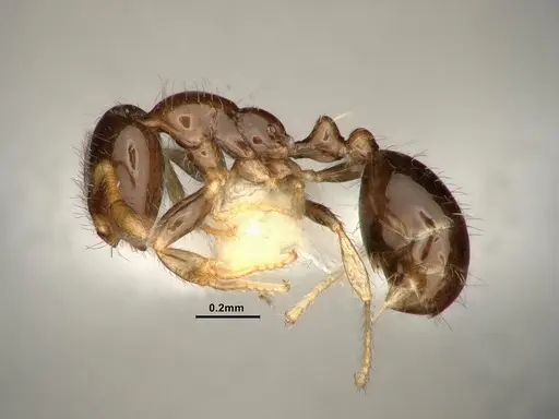 Solenopsis picta specimen CASENT0884325 image casent0884325_3
