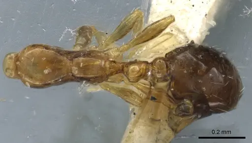 Solenopsis picta specimen CASENT0904629 image casent0904629_1