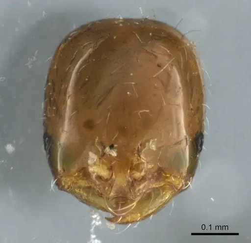 Solenopsis picta specimen CASENT0904629 image casent0904629_2