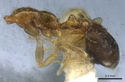Solenopsis picta specimen CASENT0904629 image casent0904629_3