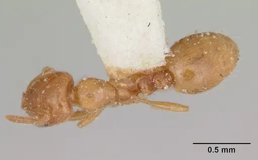 Solenopsis pilosula specimen CASENT0172923 image casent0172923_1