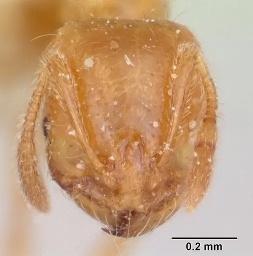 Solenopsis pilosula specimen CASENT0172923 image casent0172923_2